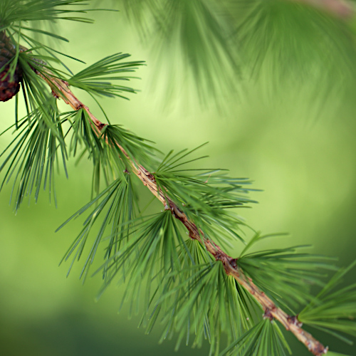 Lärche / Larix decidua